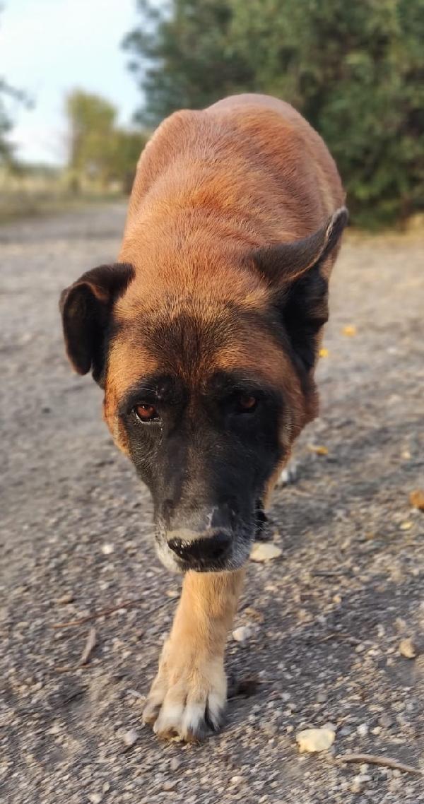 Tyson gigante dal carattere mite (nato intorno al 2014) Foto 2